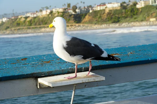 Close Seagull Standing Pier Sea Coastline Background Seagull Waiting San — Stock Photo, Image