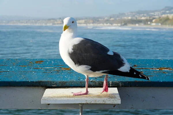 Close Seagull Standing Pier Sea Coastline Background Seagull Waiting San — Stock Photo, Image