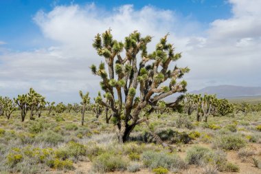 Joshua Tree Milli Parkı. Güneydoğu Kaliforniya'daki Amerikan çöl milli parkı. Yucca brevifolia (Joshua Tree), susidir..