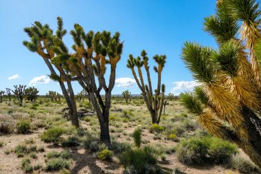 Joshua Tree Milli Parkı. Güneydoğu Kaliforniya'daki Amerikan çöl milli parkı. Yucca brevifolia (Joshua Tree), susidir..