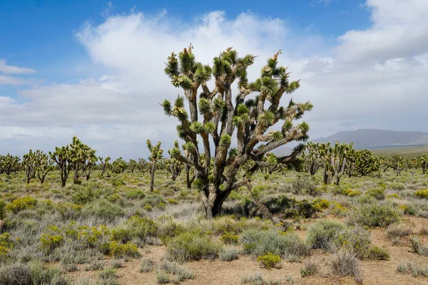 Joschua Baum Nationalpark Amerikanischer Wüsten Nationalpark Südosten Kaliforniens Yucca Brevifolia — Stockfoto