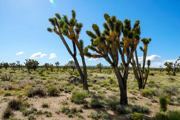Joschua Baum Nationalpark Amerikanischer Wüsten Nationalpark Südosten Kaliforniens Yucca Brevifolia — Stockfoto