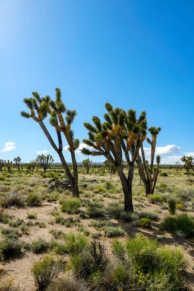 Národní Park Joshua Tree Americký Pouštní Národní Park Jihovýchodní Kalifornii — Stock fotografie