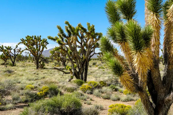 Joschua Baum Nationalpark Amerikanischer Wüsten Nationalpark Südosten Kaliforniens Yucca Brevifolia — Stockfoto