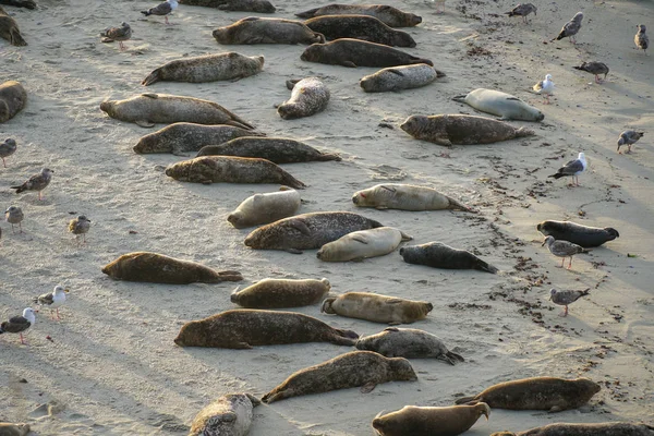 Leões Marinhos Focas Cochilando Uma Enseada Sob Sol Jolla San — Fotografia de Stock