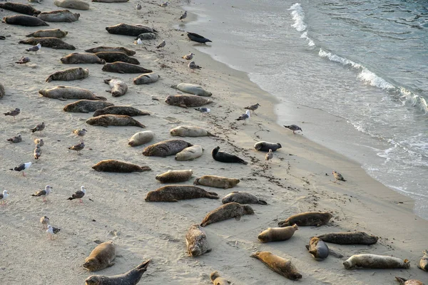 Leões Marinhos Focas Cochilando Uma Enseada Sob Sol Jolla San — Fotografia de Stock