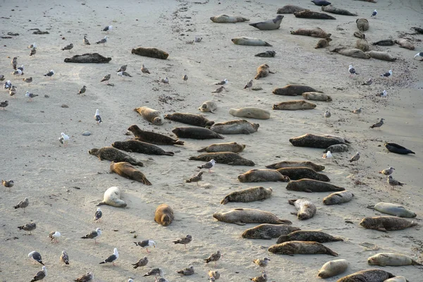 Leões Marinhos Focas Cochilando Uma Enseada Sob Sol Jolla San — Fotografia de Stock