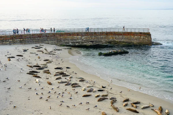 Turista Olhando Para Leões Marinhos Focas Cochilando Uma Enseada Sob — Fotografia de Stock