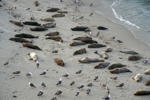 Lobos Marinos Focas Durmiendo Una Cala Bajo Sol Jolla San — Foto de Stock