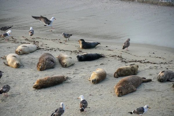 Leões Marinhos Focas Cochilando Uma Enseada Sob Sol Jolla San — Fotografia de Stock