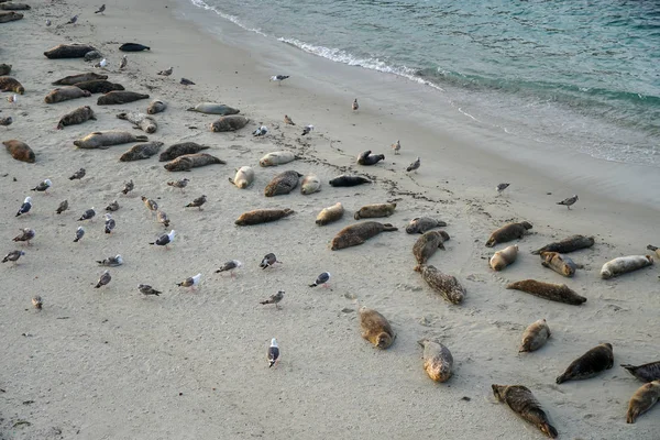 Leões Marinhos Focas Cochilando Uma Enseada Sob Sol Jolla San — Fotografia de Stock