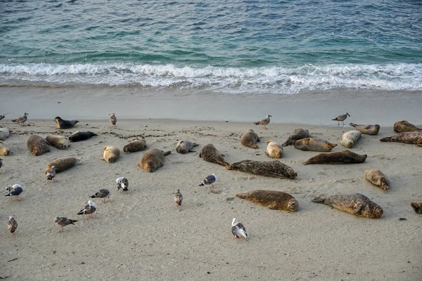 Leões Marinhos Focas Cochilando Uma Enseada Sob Sol Jolla San — Fotografia de Stock