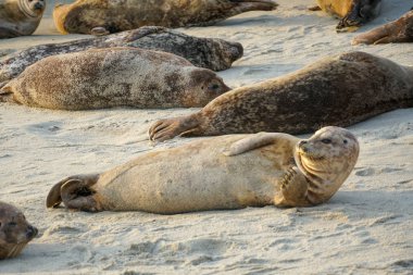 Deniz aslanları ve mühürler La Jolla, San Diego, California 'da güneşin altında bir koyda uyuyor. Bu mühürler için bir favori üreme zemin haline gelmiştir çünkü plaj 15 Aralık 15 Mayıs kapalı.