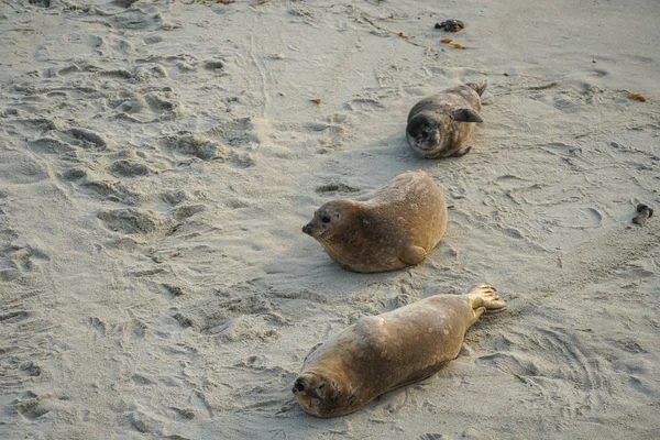 Leões Marinhos Focas Cochilando Uma Enseada Sob Sol Jolla San — Fotografia de Stock