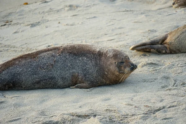 Leões Marinhos Focas Cochilando Uma Enseada Sob Sol Jolla San — Fotografia de Stock