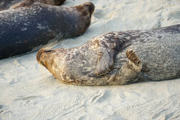 Leões Marinhos Focas Cochilando Uma Enseada Sob Sol Jolla San — Fotografia de Stock