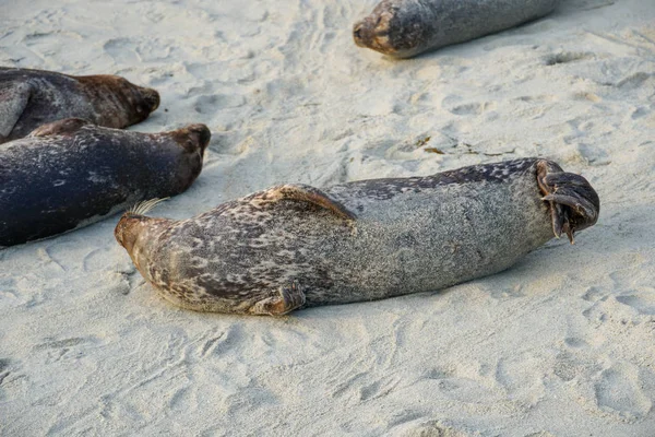 Zeeleeuwen Zeehonden Napping Een Baai Onder Zon Jolla San Diego — Stockfoto