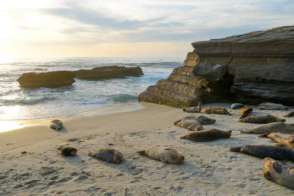 Mořští Lvi Tuleni Záliv Pod Sluncem Jolla San Diego Kalifornii — Stock fotografie