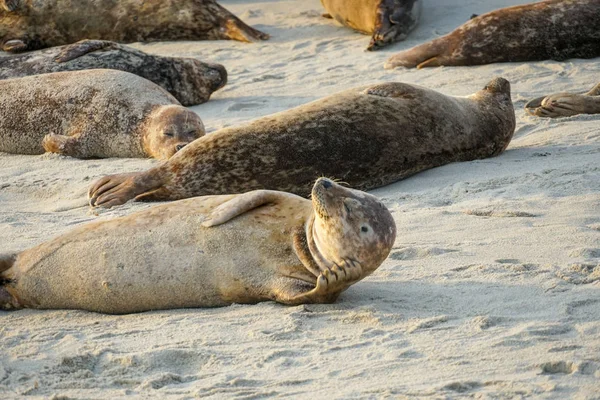 Mořští Lvi Tuleni Záliv Pod Sluncem Jolla San Diego Kalifornii — Stock fotografie