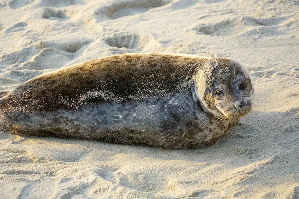 Leões Marinhos Focas Cochilando Uma Enseada Sob Sol Jolla San — Fotografia de Stock