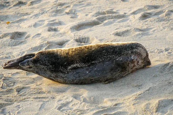 Leões Marinhos Focas Cochilando Uma Enseada Sob Sol Jolla San — Fotografia de Stock