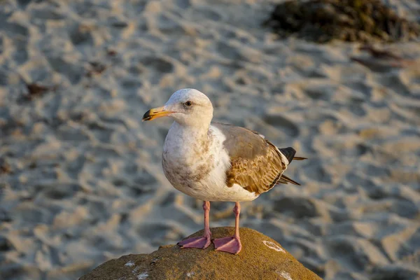 Mouettes Sur Rocher Plage Avant Coucher Soleil Californie San Diego — Photo