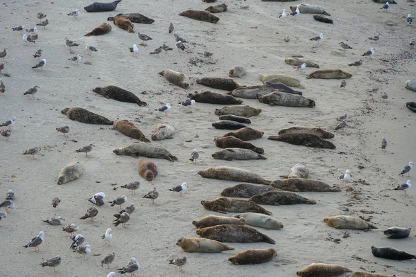 海狮和海豹在加利福尼亚圣迭戈的拉霍亚的阳光下的海湾上打盹 海滩于12月15日至5月15日关闭 因为它已成为海豹最喜欢的繁殖地 — 图库照片