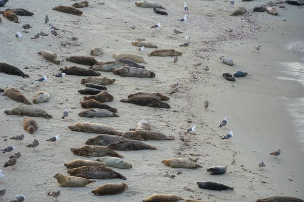 Leões Marinhos Focas Cochilando Uma Enseada Sob Sol Jolla San — Fotografia de Stock