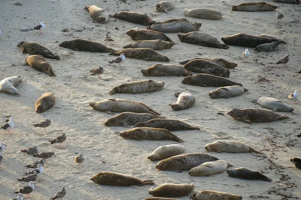 Leões Marinhos Focas Cochilando Uma Enseada Sob Sol Jolla San — Fotografia de Stock