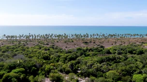 Vista Aérea Del Bosque Tropical Con Palmera Agua Clara Fondo — Vídeos de Stock