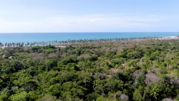 ヤシの木と透明な海水を背景に熱帯林の航空写真 プライア フォルテ バイア ブラジル 旅行熱帯の概念 — ストック動画