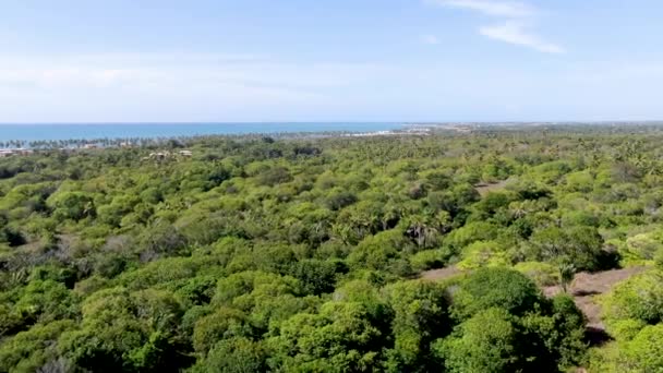 Vista Aerea Della Foresta Tropicale Con Palma Attrice Acqua Mare — Video Stock