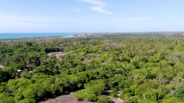 ヤシの木と透明な海水を背景に熱帯林の航空写真 プライア フォルテ バイア ブラジル 旅行熱帯の概念 — ストック動画
