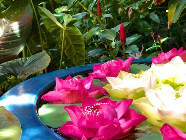 Zbliżenie Lotus Green Pod Miękkie Różowe Białe Płatki Lotosu Przed — Zdjęcie stockowe