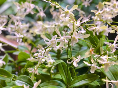 Tropikal beyaz çiçek, su yasemin ve yabani su erik yakın