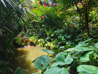 Güneşli yaz gününde güzel tropikal bahçe manzara. Doğal çiçek arka plan. Tropikal yeşil yapraklı bahçenin güzel doğa arka planı. Yeşil renkli çiçek bahçesi