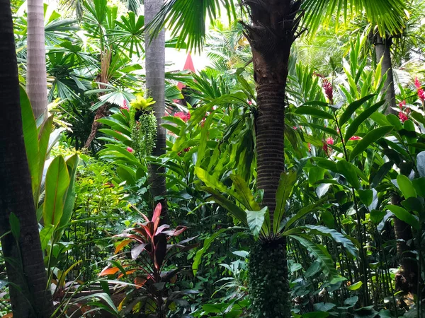 Bellissimo Paesaggio Giardino Tropicale Nella Soleggiata Giornata Estiva Fondo Floreale — Foto Stock