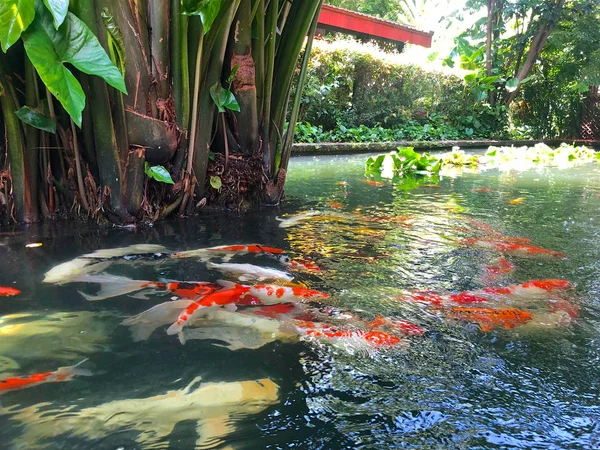 Красочные Рыбки Кои Маленьком Тропическом Садовом Фунте — стоковое фото