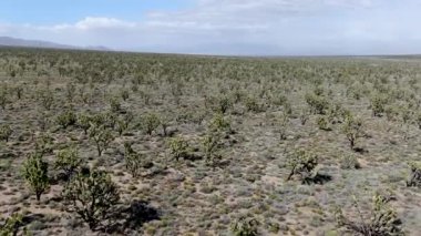 Joshua Tree Milli Parkı'nın havadan görünümü. Güneydoğu Kaliforniya'daki Amerikan Milli Parkı. Kurak çölün panoramik manzarası.