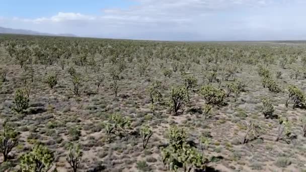 Vista Aérea Parque Nacional Joshua Tree Parque Nacional Americano Sudeste — Vídeo de Stock