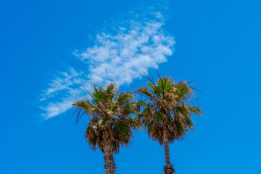 Mavi gökyüzüne sahip palmiye ağaçları. Yaz doğa sahnesi. Palmiye ağacı yeşil dalları tropik ekoloji kavramı,. Duvar kağıdı deseni