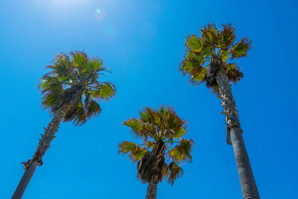 Palmové Stromy Modrým Nebem Letní Přírodní Scéna Palm Tree Zelený — Stock fotografie