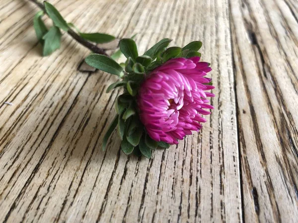 Close up of wood table with pink flower on the top. Rustic weathered barn wood table. Wood brown aged plank texture, vintage table with one colorful pink flower