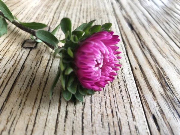 Close up of wood table with pink flower on the top. Rustic weathered barn wood table. Wood brown aged plank texture, vintage table with one colorful pink flower