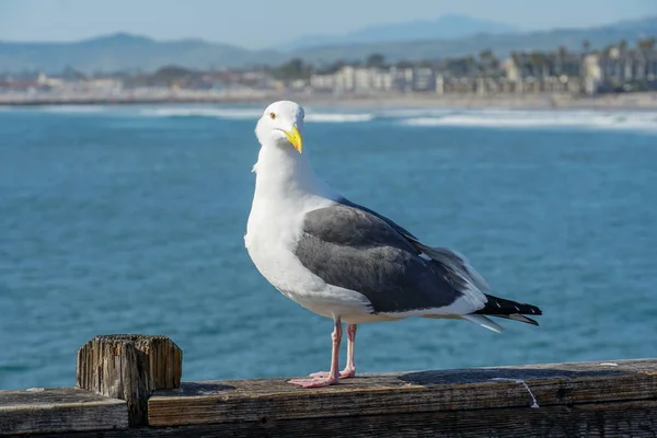 Gros Plan Mouette Debout Sur Une Jetée Avec Mer Littoral — Photo