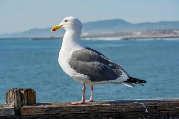 Close Seagull Standing Pier Sea Coastline Background Seagull Waiting Oceanside — Stock Photo, Image