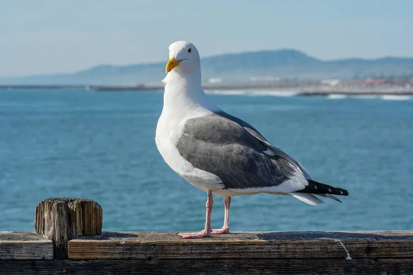 Gros Plan Mouette Debout Sur Une Jetée Avec Mer Littoral — Photo