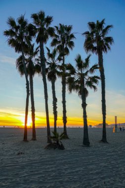 Santa Monica Beach, Los Angeles, California avuç içi ile günbatımı görünümü. Abd. Sahilde gün batımı palmiye ağaçları. Renkli alacakaranlık gökyüzünde siluet palmiye ağaçları.