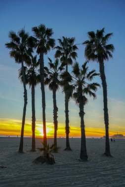 Santa Monica Beach, Los Angeles, California avuç içi ile günbatımı görünümü. Abd. Sahilde gün batımı palmiye ağaçları. Renkli alacakaranlık gökyüzünde siluet palmiye ağaçları.