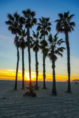 Santa Monica Beach, Los Angeles, California avuç içi ile günbatımı görünümü. Abd. Sahilde gün batımı palmiye ağaçları. Renkli alacakaranlık gökyüzünde siluet palmiye ağaçları.